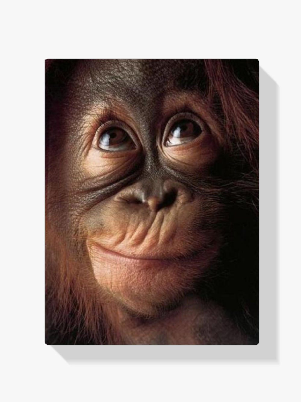 Affe - Malen nach Zahlen