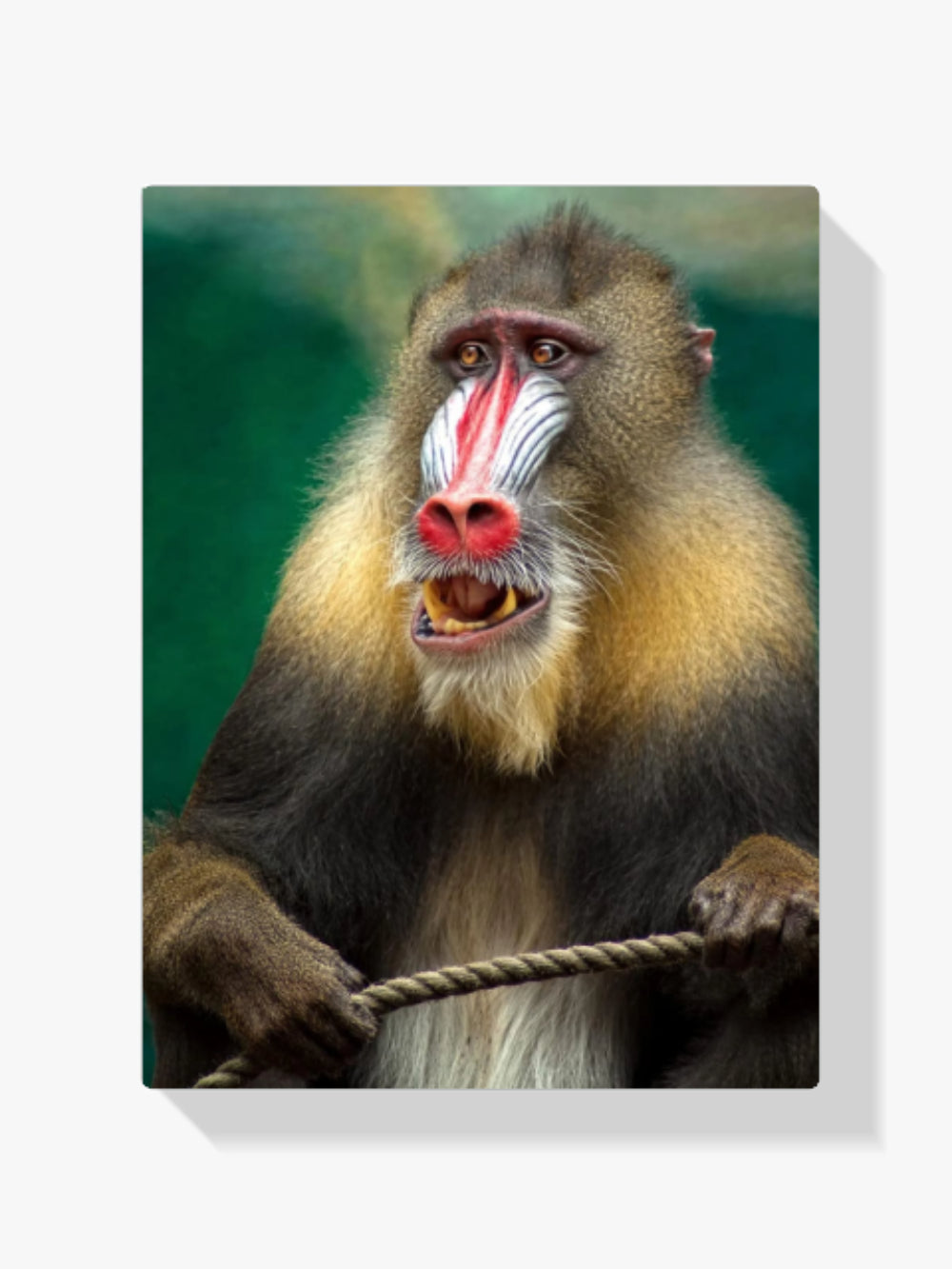 Baboon - Malen nach Zahlen