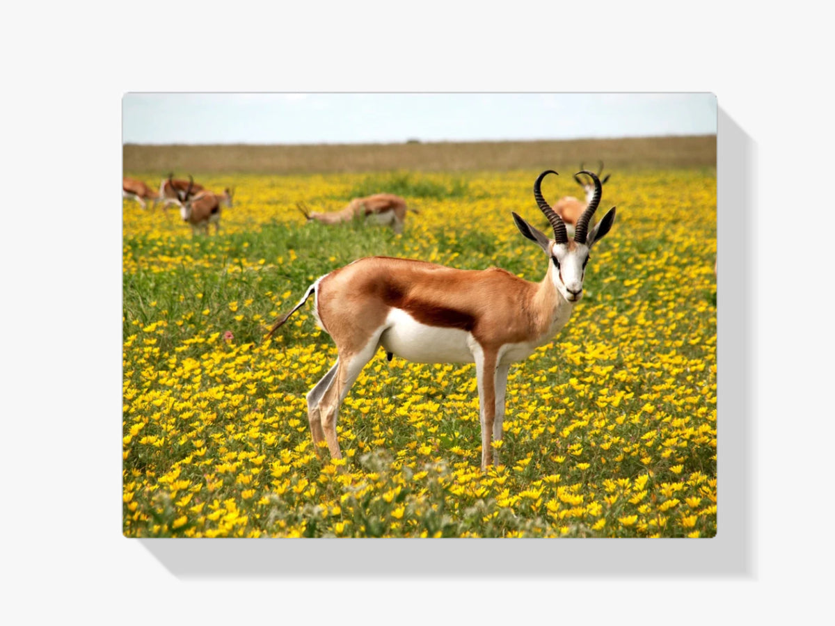 Blüte 2 - Malen nach Zahlen