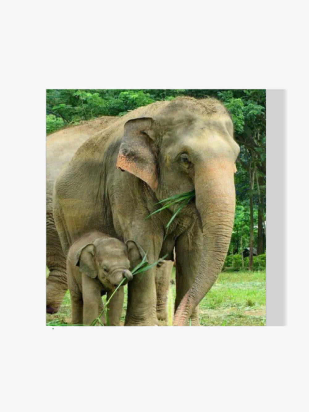 Elefantenmutter mit ihrem Kleinen - Malen nach Zahlen