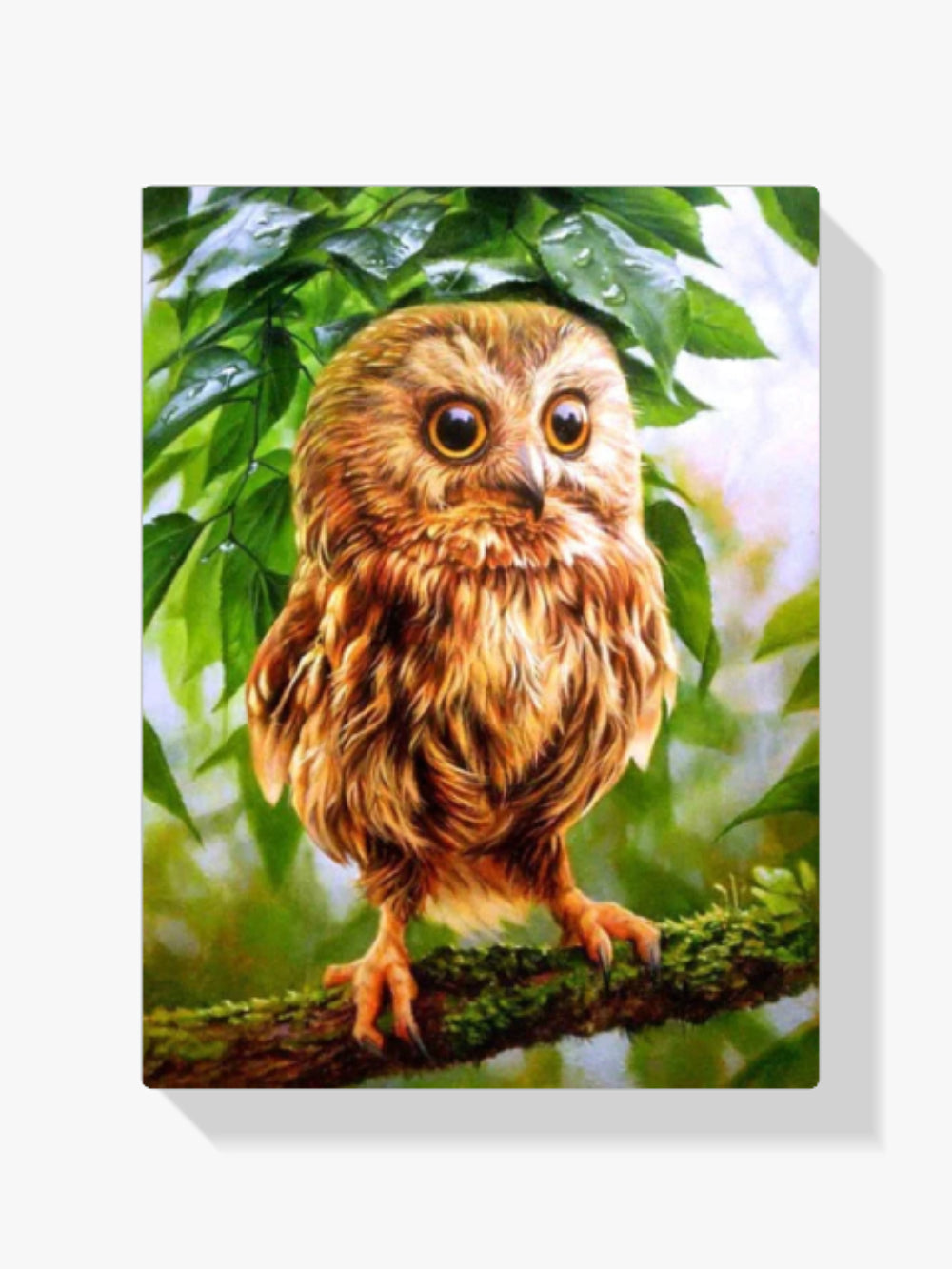 Eule - Malen nach Zahlen