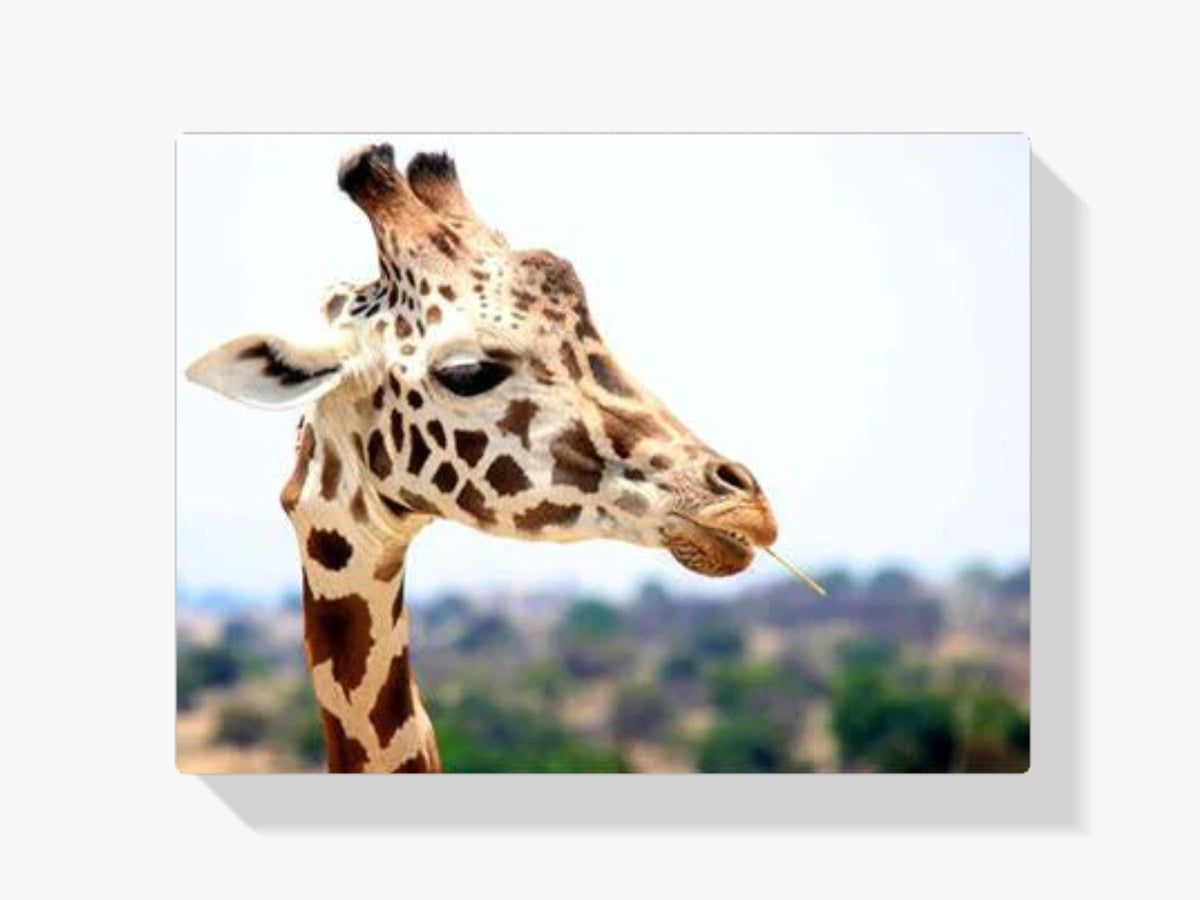 Giraffe - Malen nach Zahlen