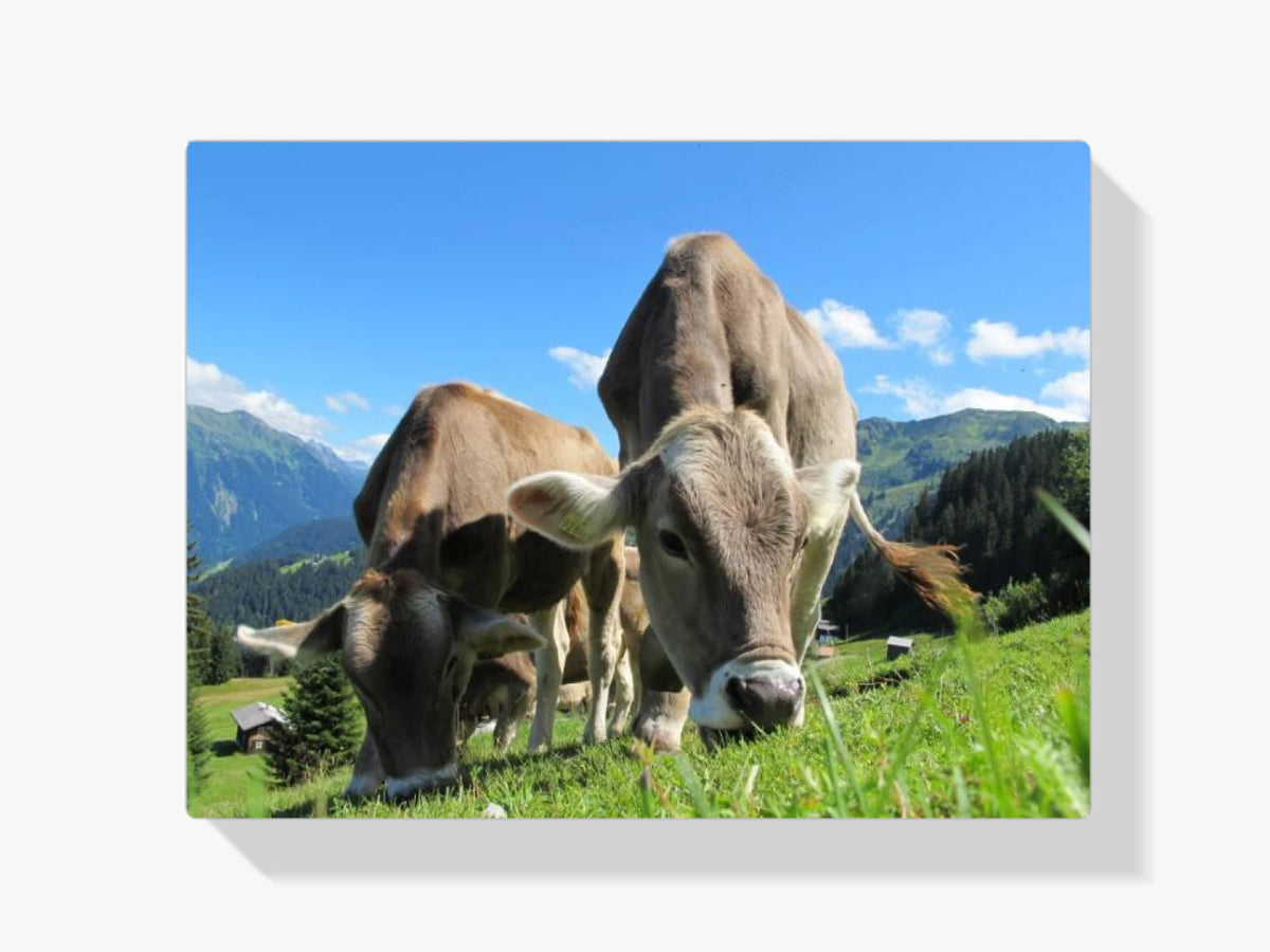 Kühe in den Bergen - Malen nach Zahlen