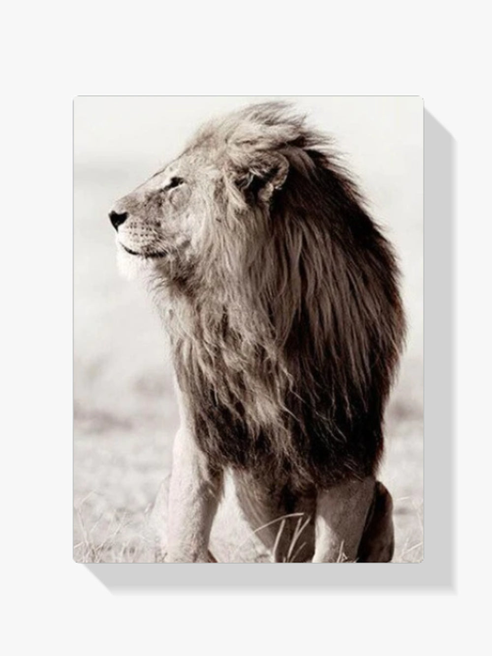 Löwe - Malen nach Zahlen