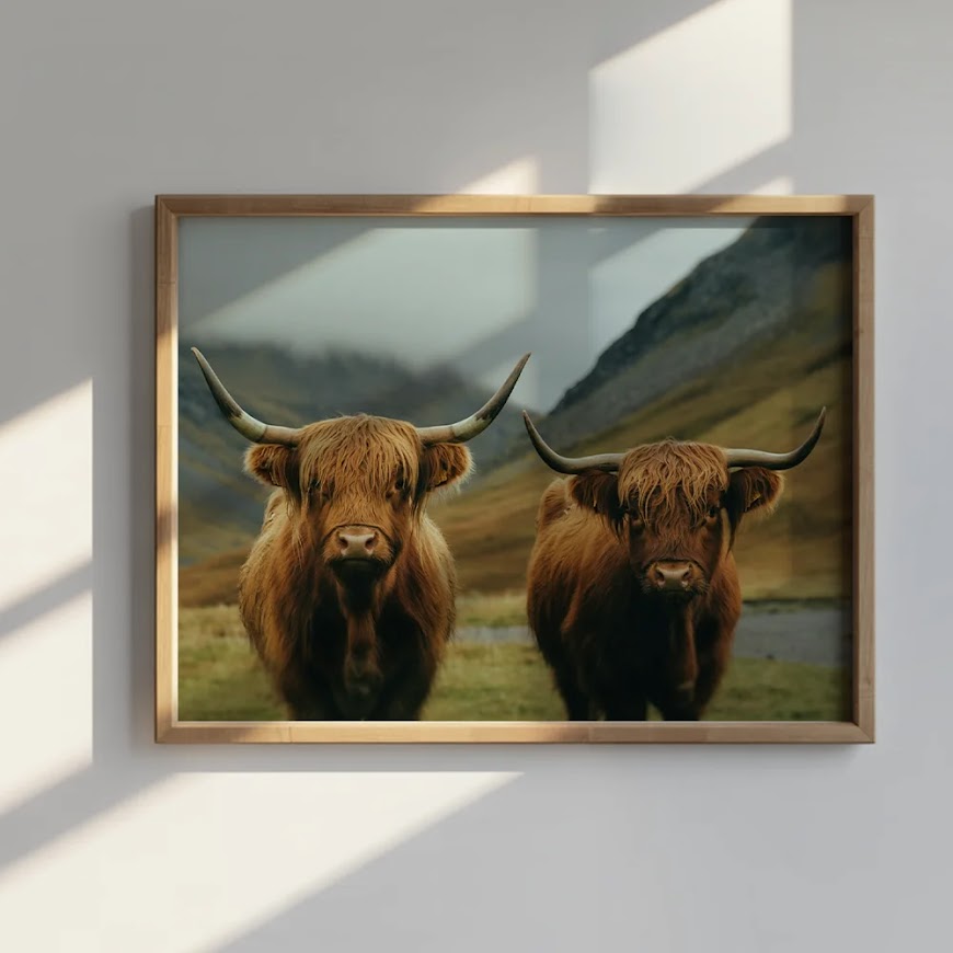 Dipingi con i numeri - Highlander scozzese