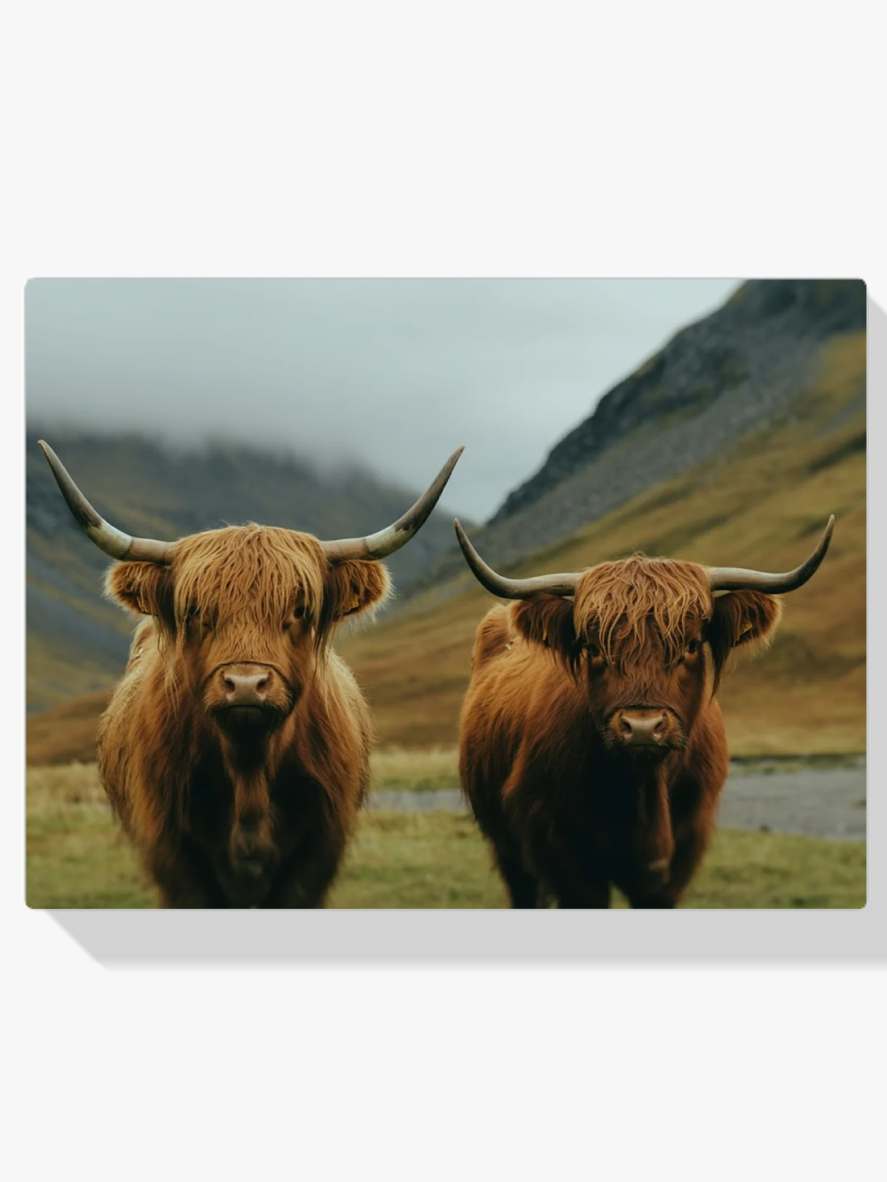 Dipingi con i numeri - Highlander scozzese