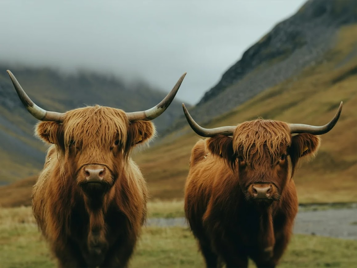 Dipingi con i numeri - Highlander scozzese