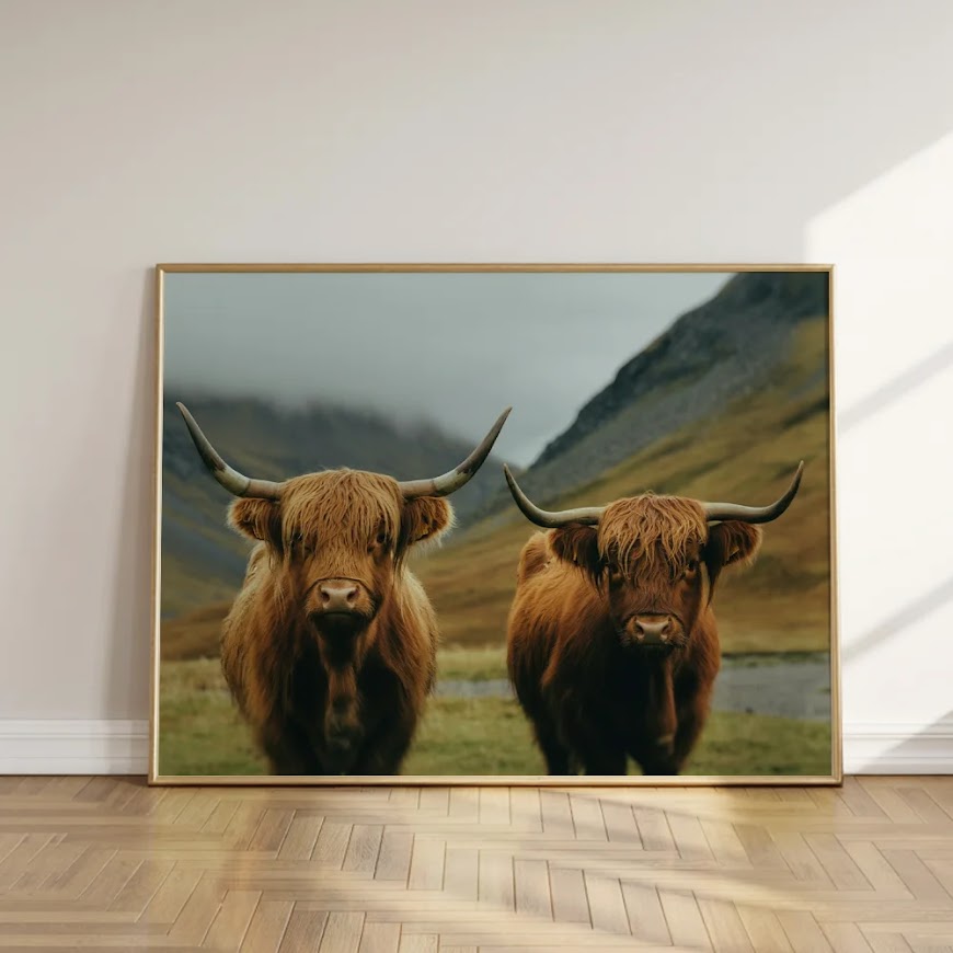 Dipingi con i numeri - Highlander scozzese