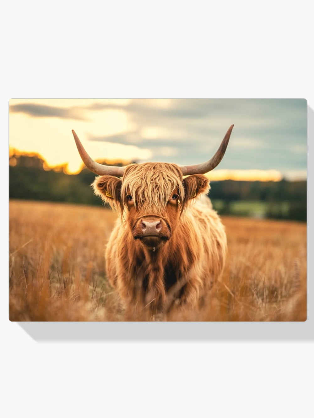 Dipingi con i numeri - Highlander scozzese