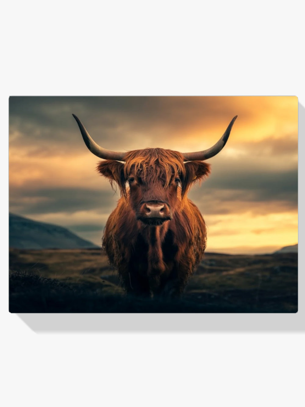Dipingi con i numeri - Highlander scozzese