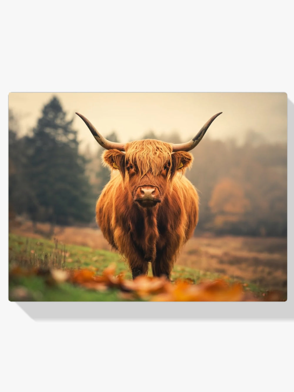 Dipingi con i numeri - Highlander scozzese