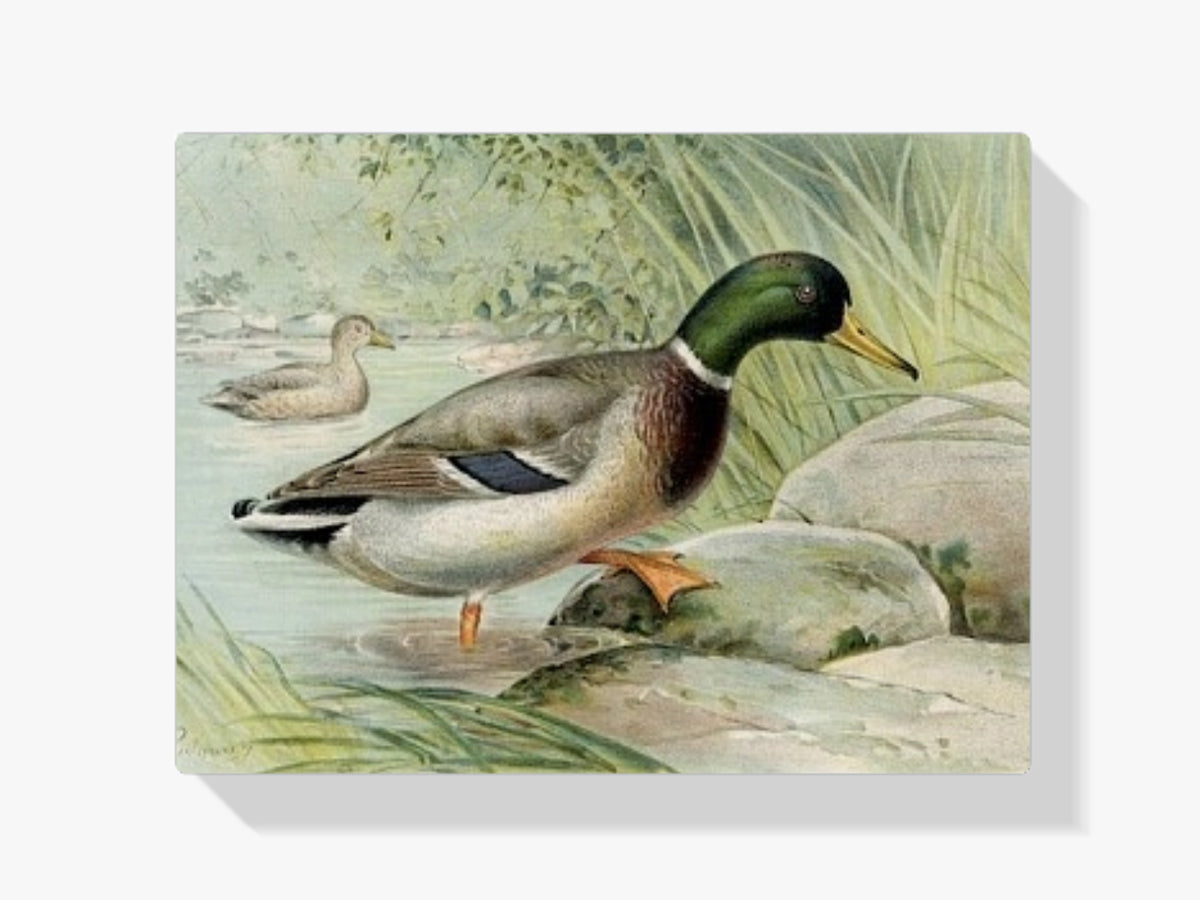 dipingere con i numeri - anatra selvatica