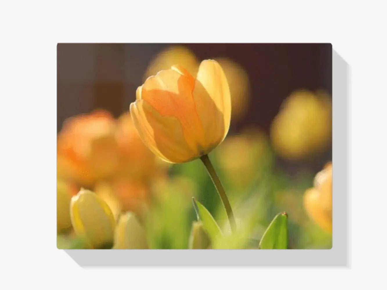 Dipingere con i numeri – Tulipano Astratto