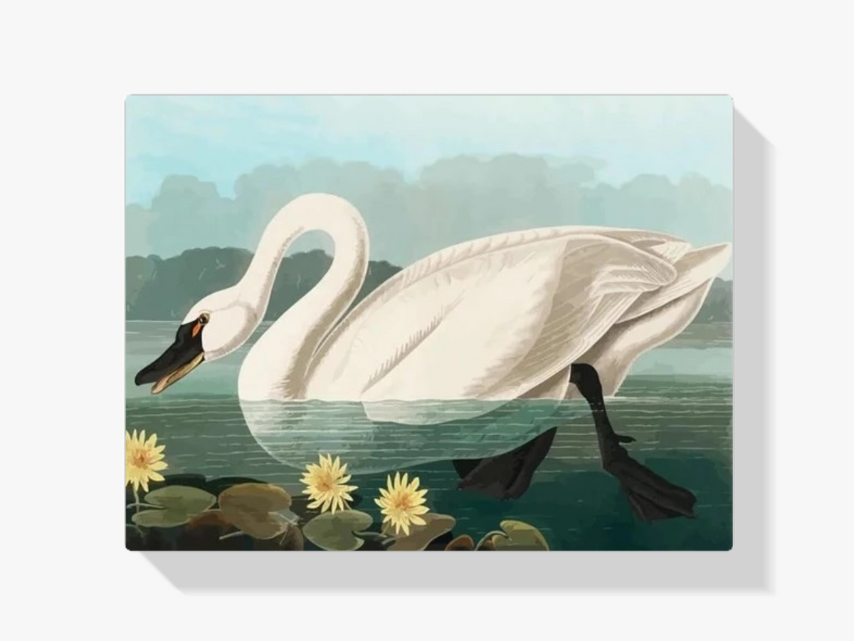 Dipingere con i numeri – cigno americano