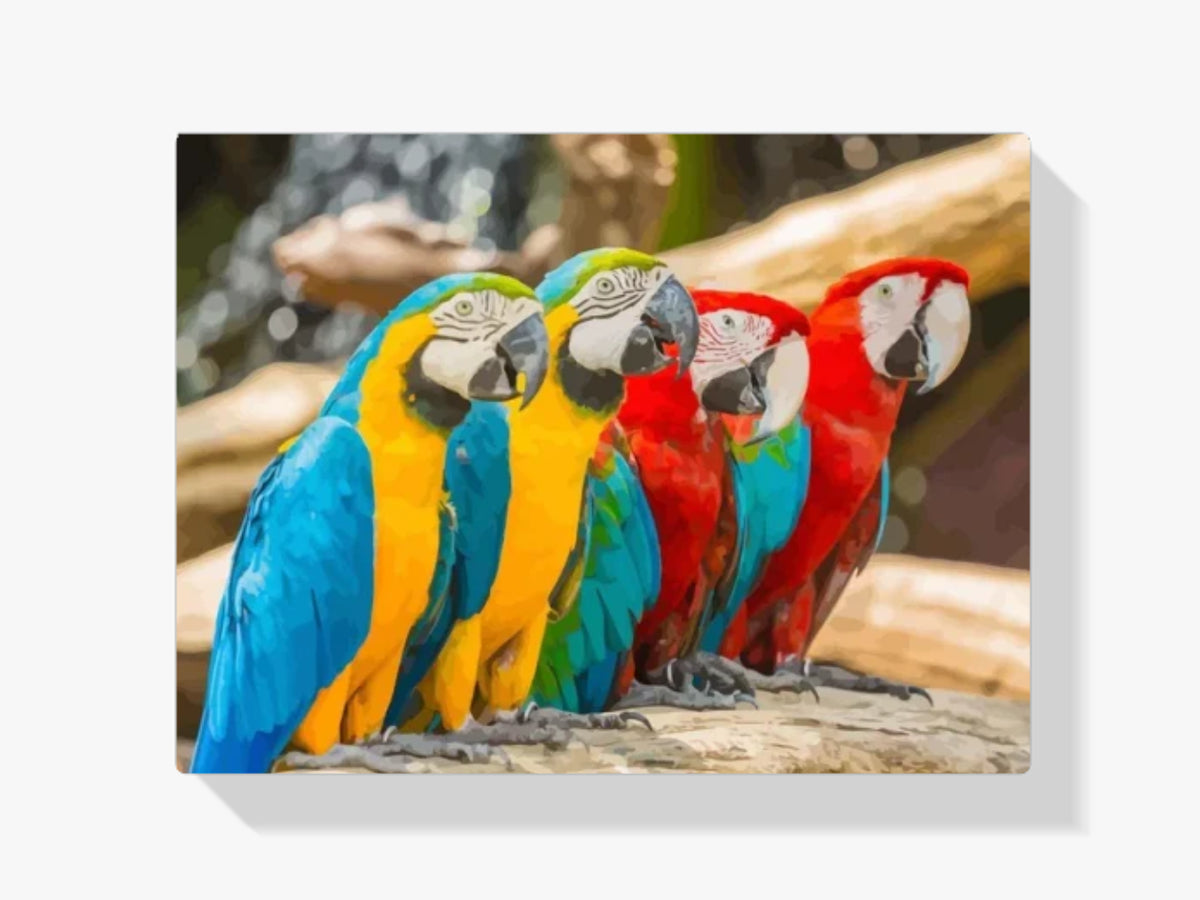 dipingere con i numeri - Pappagalli macau colorati