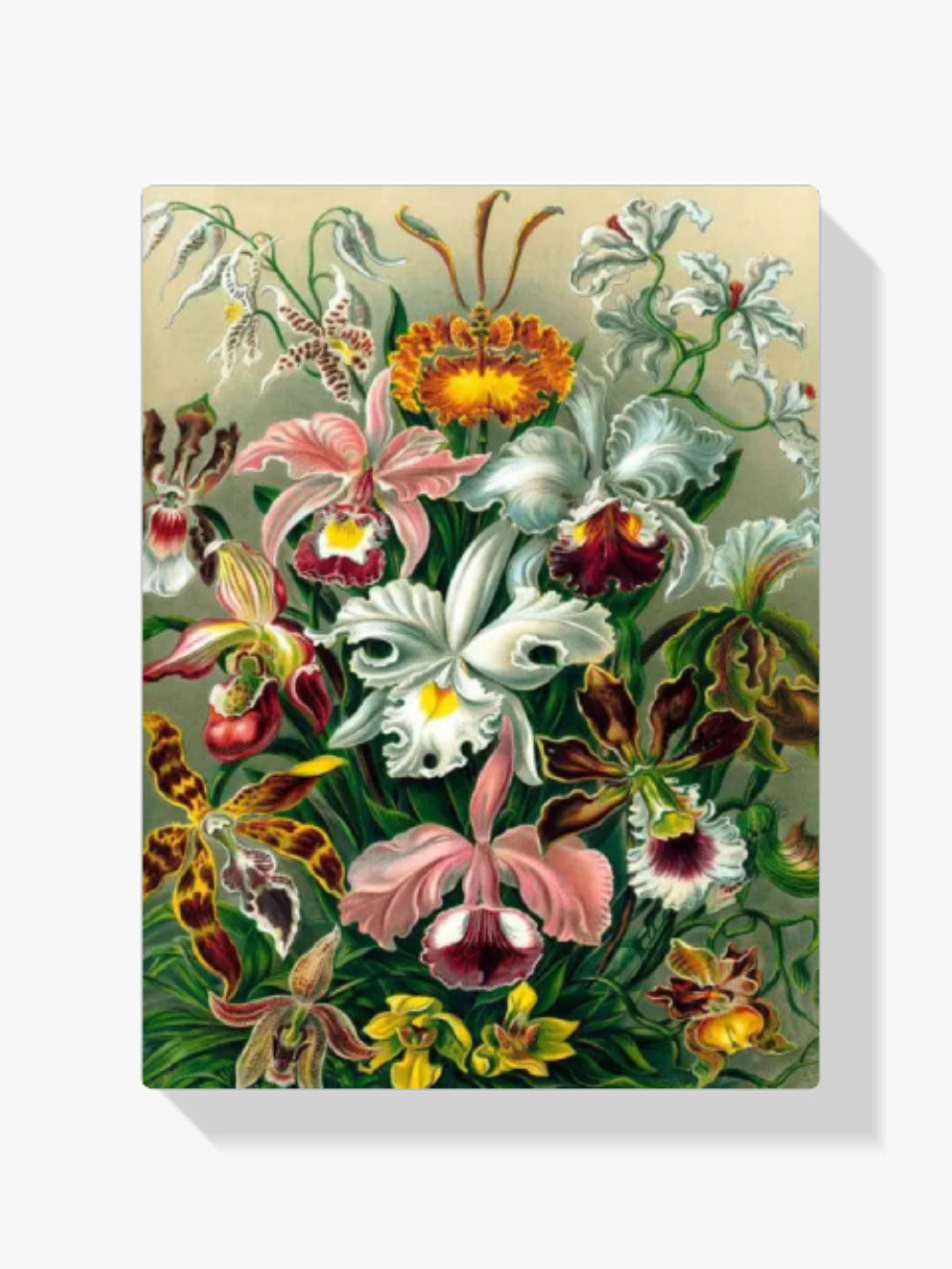 Dipingere con i numeri - Orchidea