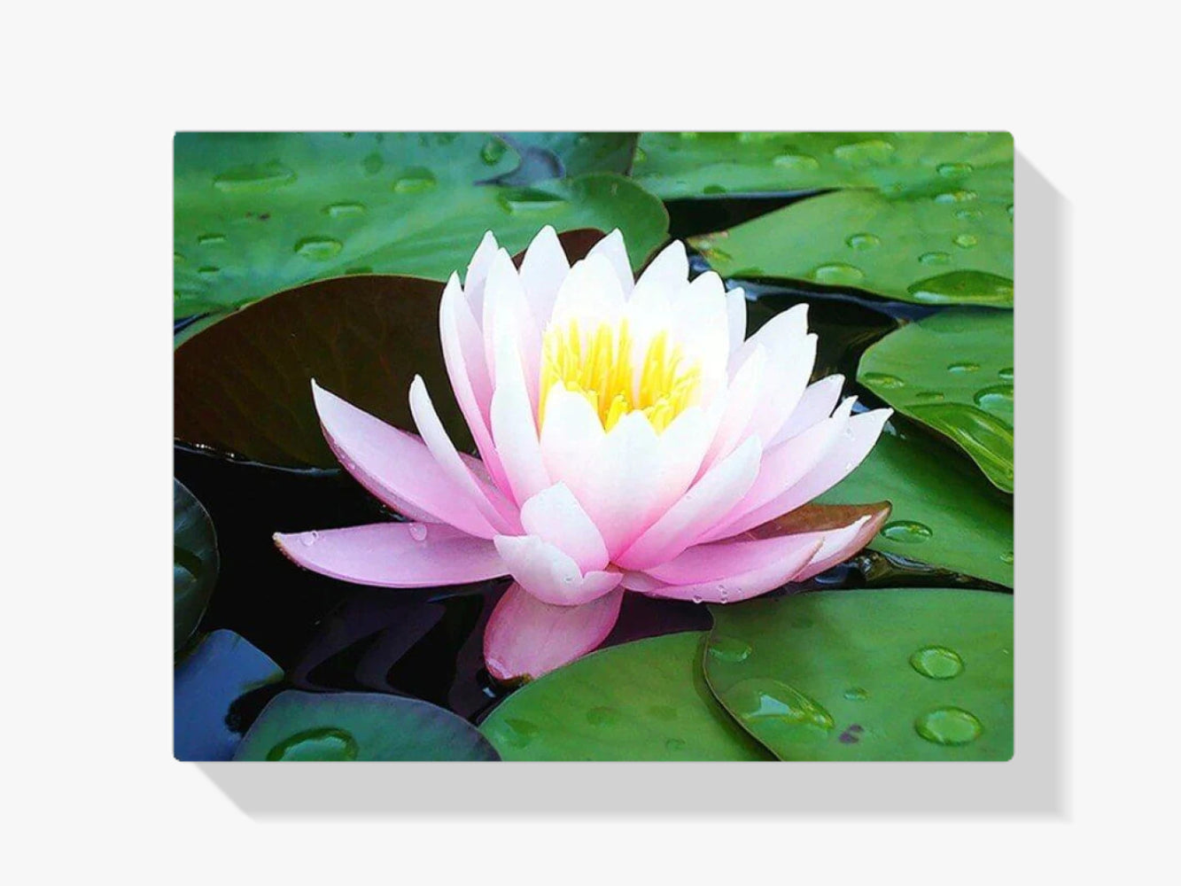 dipingere con i numeri - rosa seerose