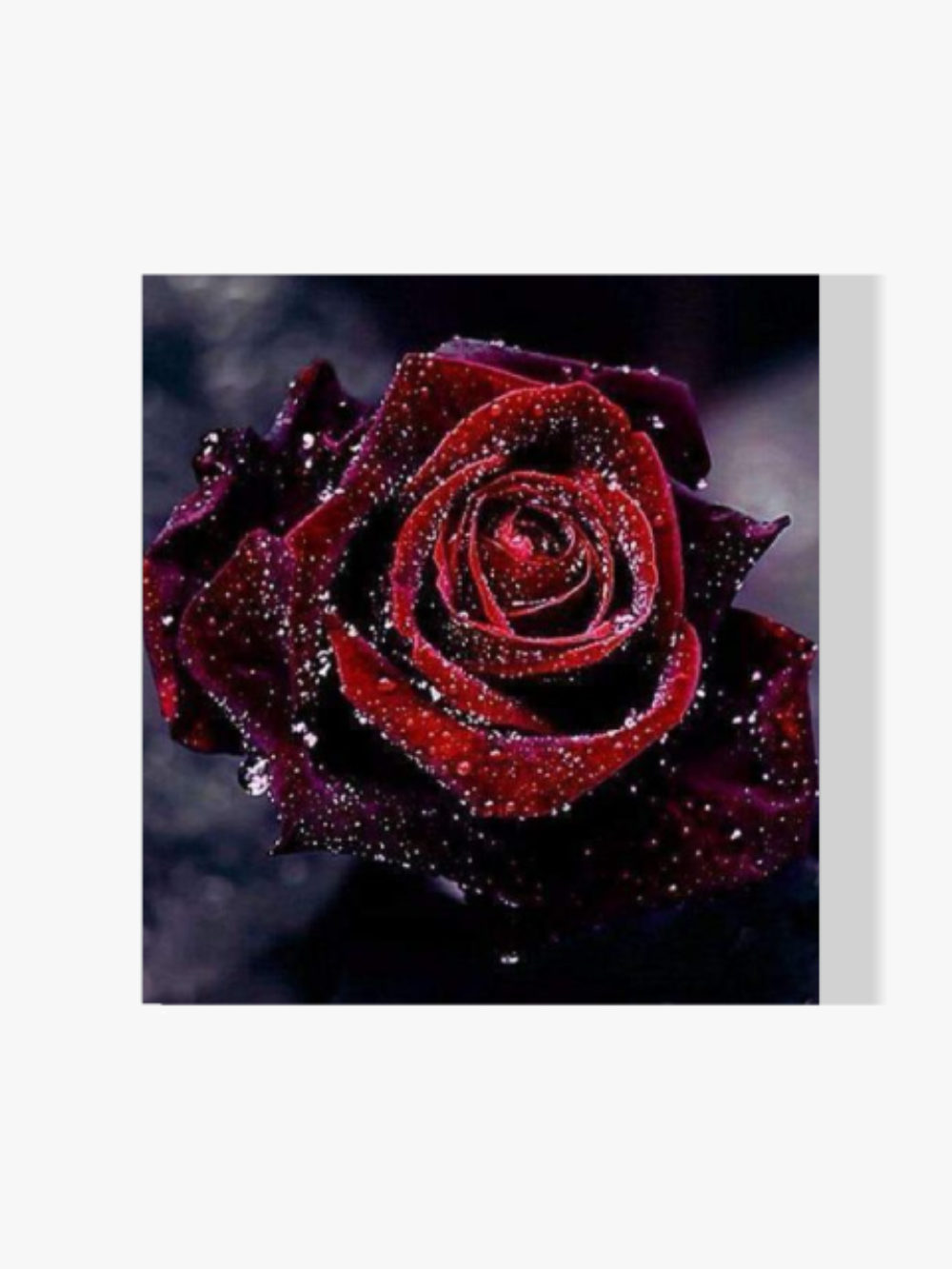 dipingere con i numeri – Rosa Rossa