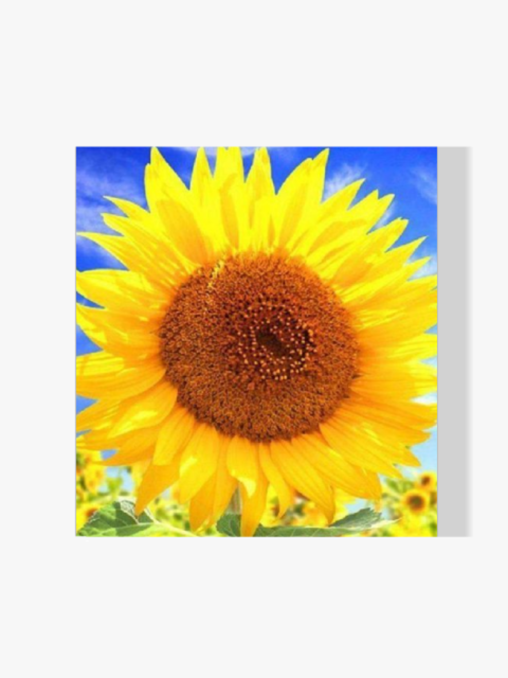 dipingere con i numeri – bella girasole
