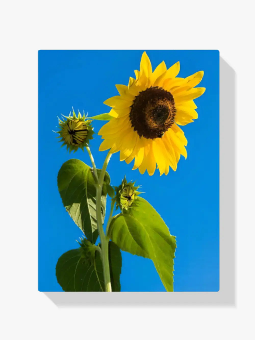 Dipingere con i numeri - girasole nel cielo blu