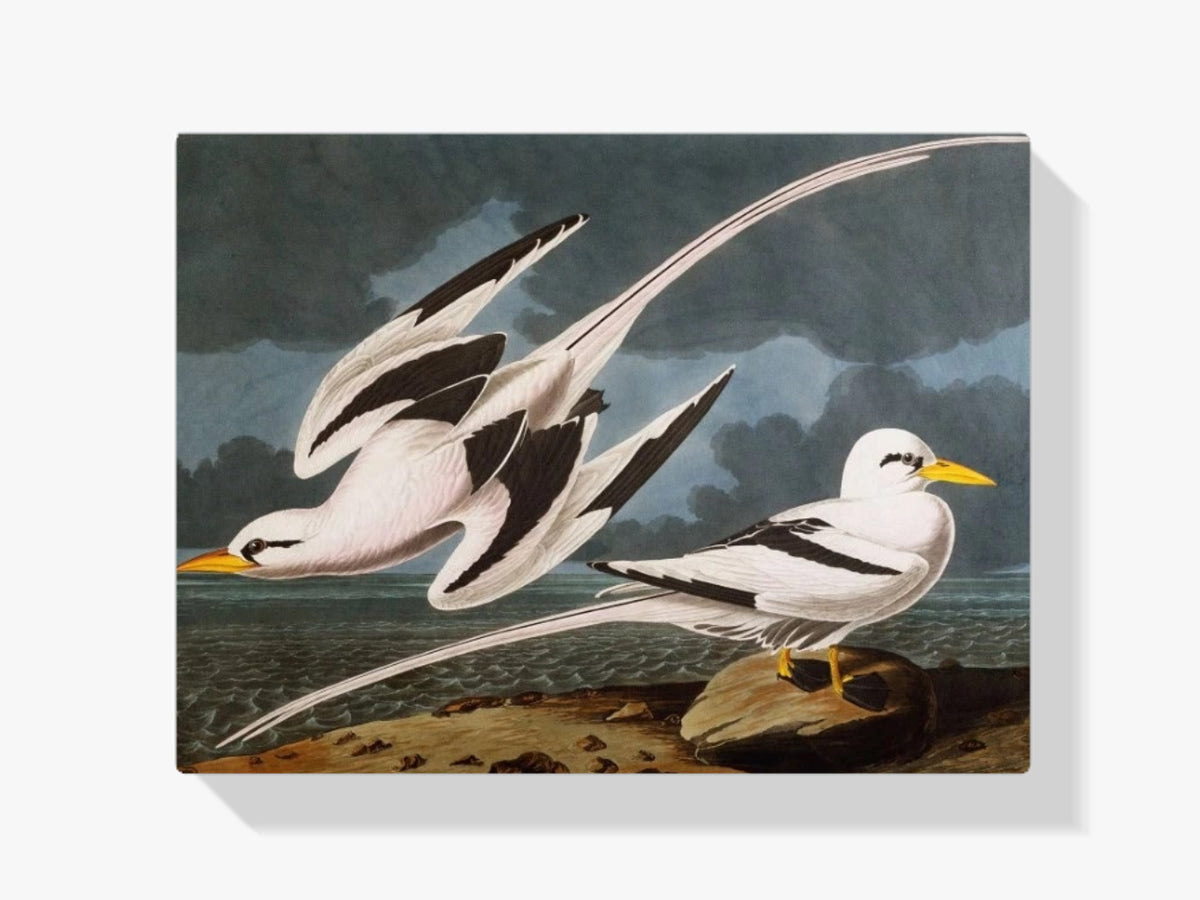 dipingere con i numeri - uccello tropicale