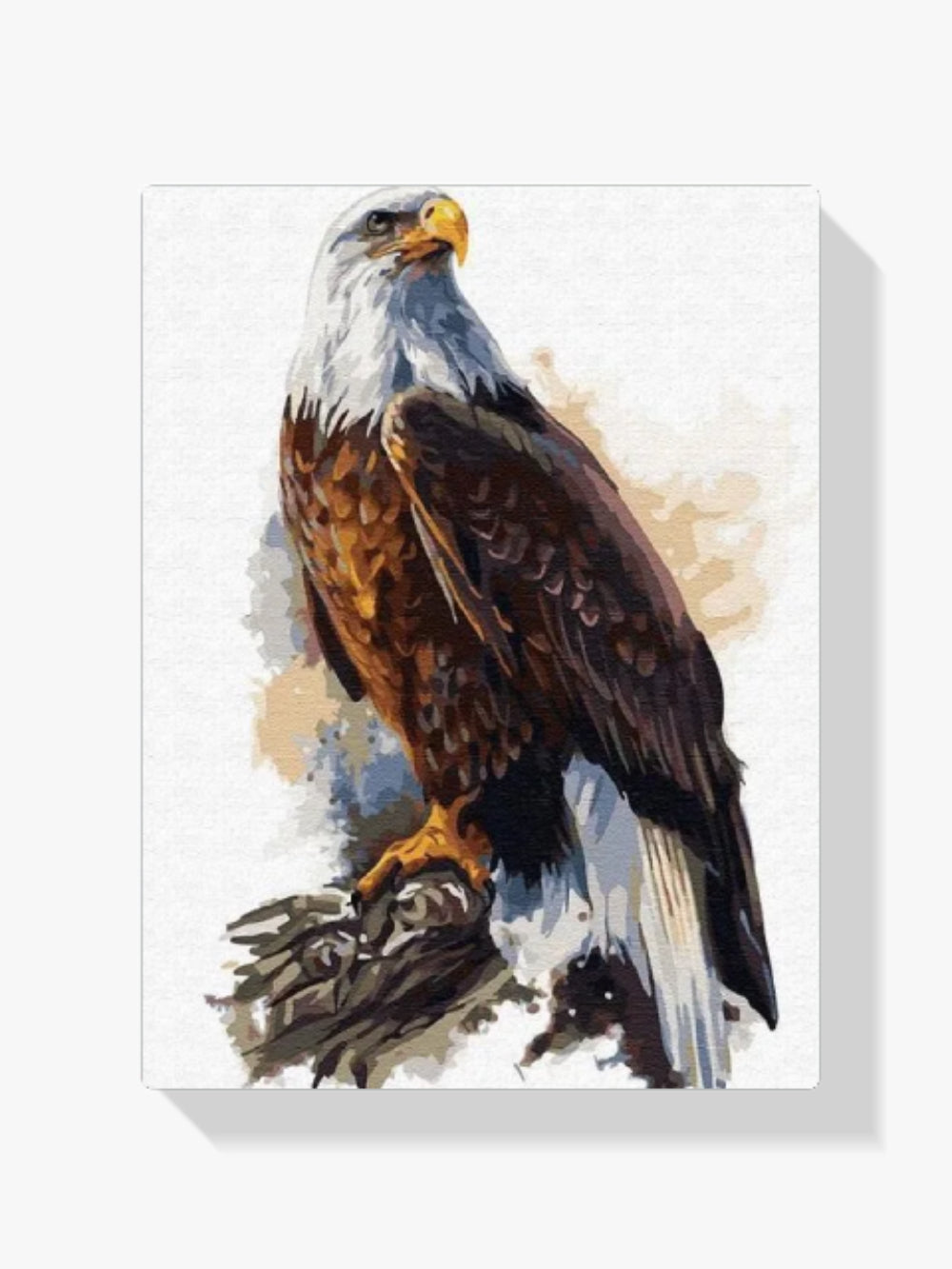 dipingere con i numeri – aquila testabianca