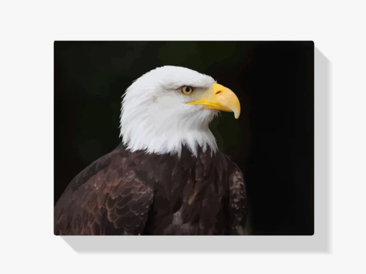 dipingere con i numeri - aquila testa bianca