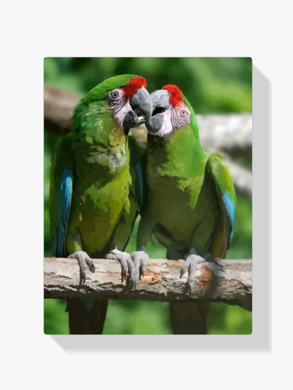 Dipingere con i numeri – Due pappagalli