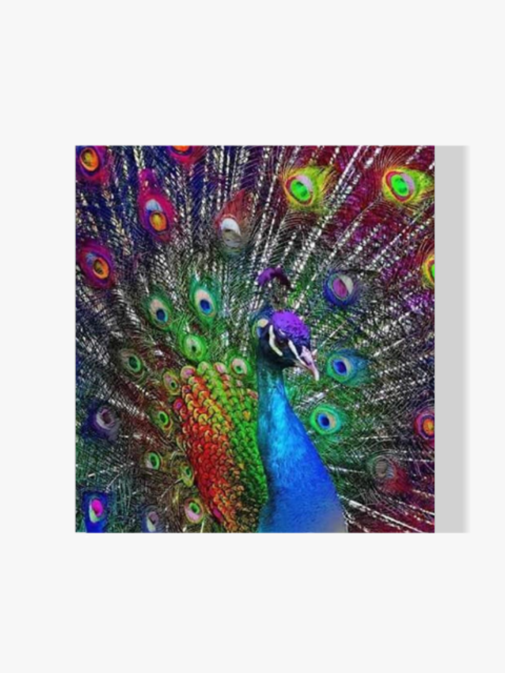 Pfau - Malen nach Zahlen