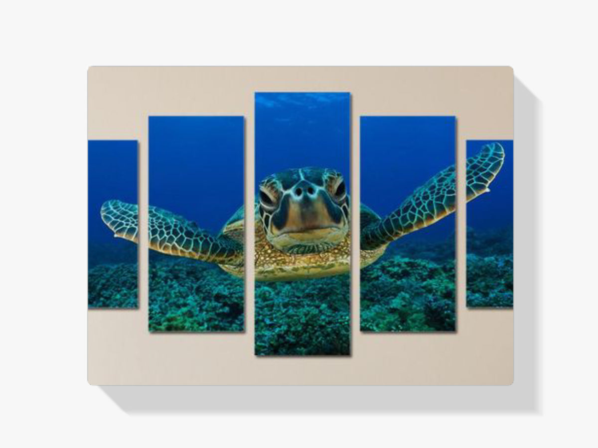 Schildkröte in der Nähe - Malen nach Zahlen