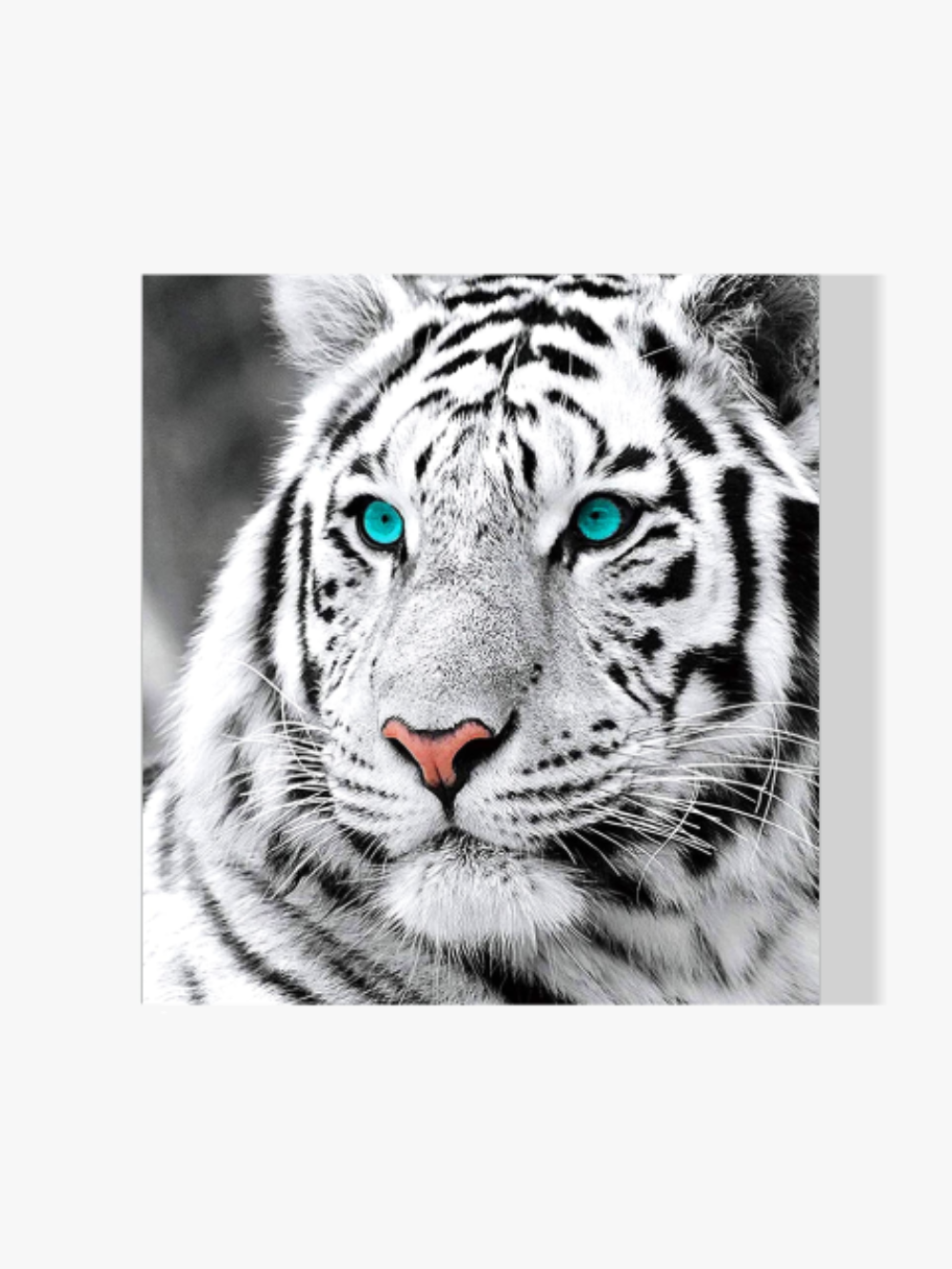 Schneetiger Blaue Augen - Malen nach Zahlen