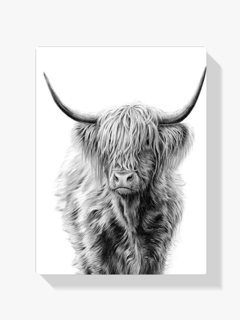 Schottischer Highlander - Malen nach Zahlen