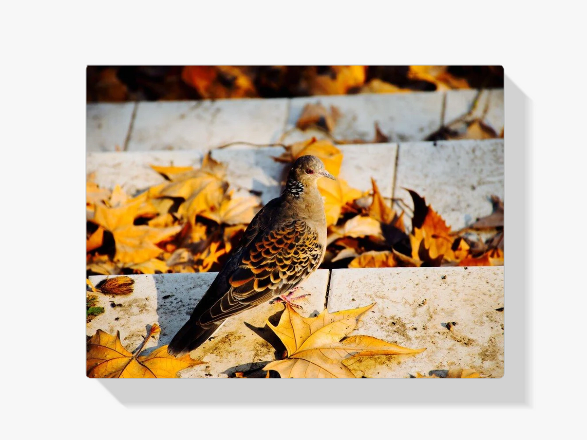 Taube im Herbst - Malen nach Zahlen