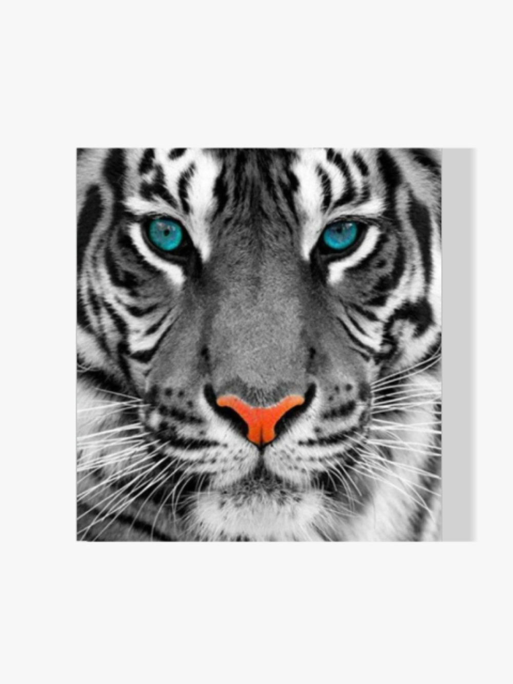 Tiger blaue Augen - Malen nach Zahlen