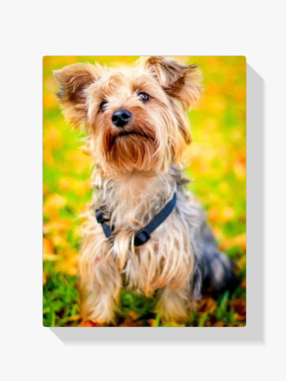 Yorkie im Herbst - Malen nach Zahlen