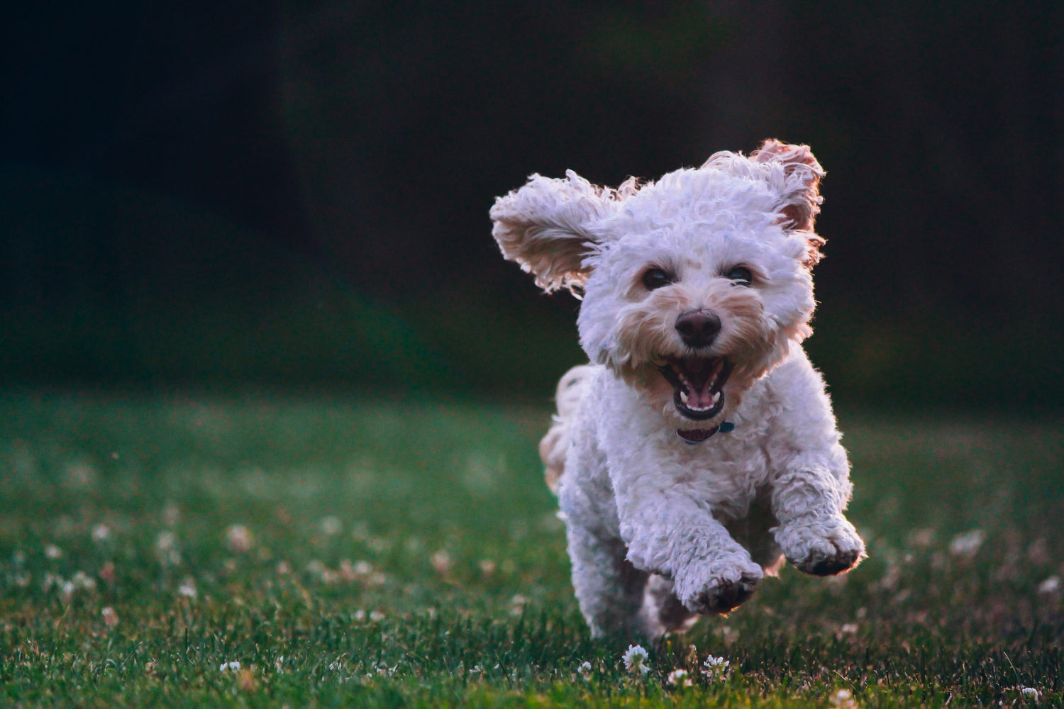 Zeichnen oder malen Sie einen Hund in 6 Schritten