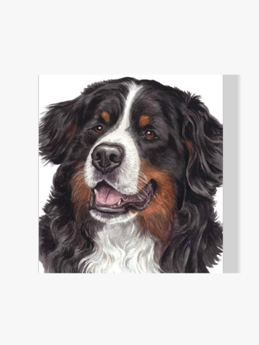 Berner Sennenhund - Malen nach Zahlen