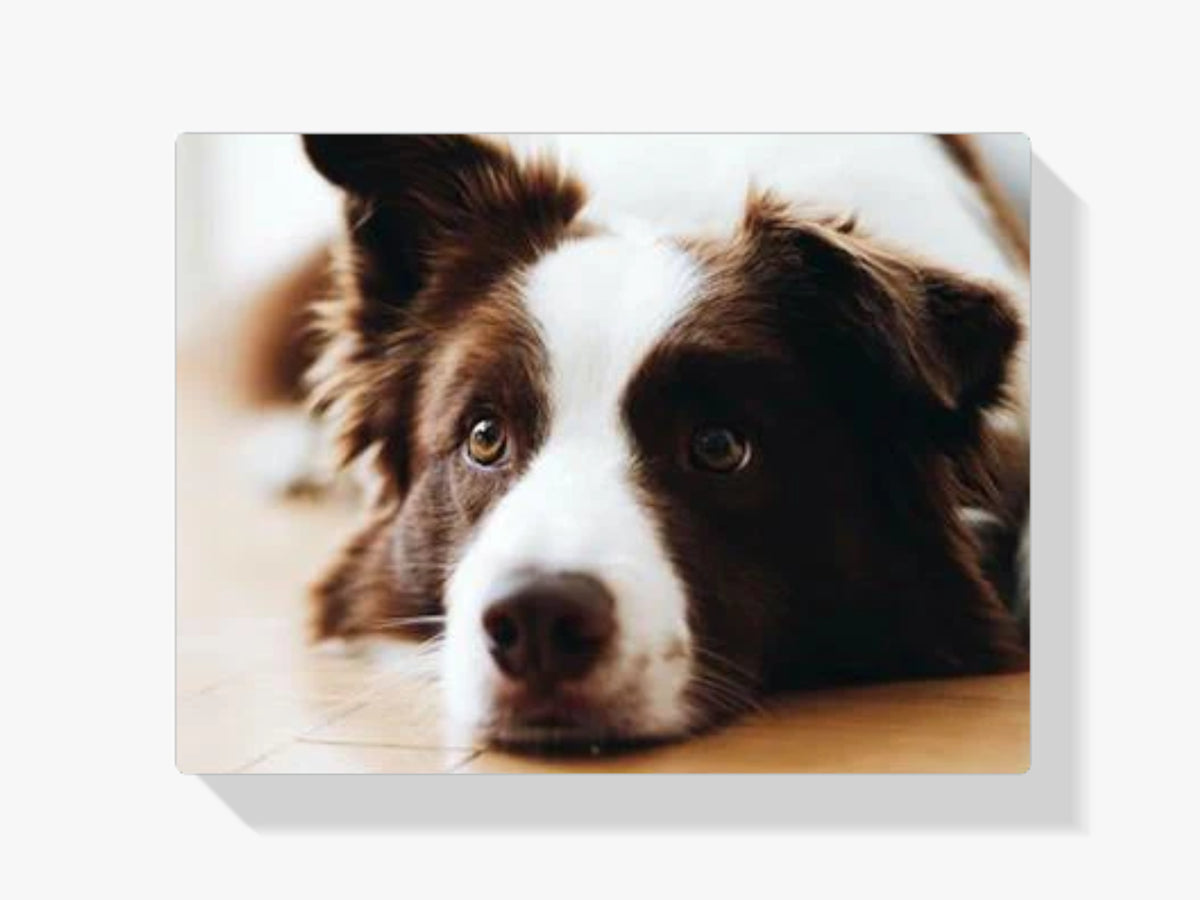Bordercollie - Malen nach Zahlen