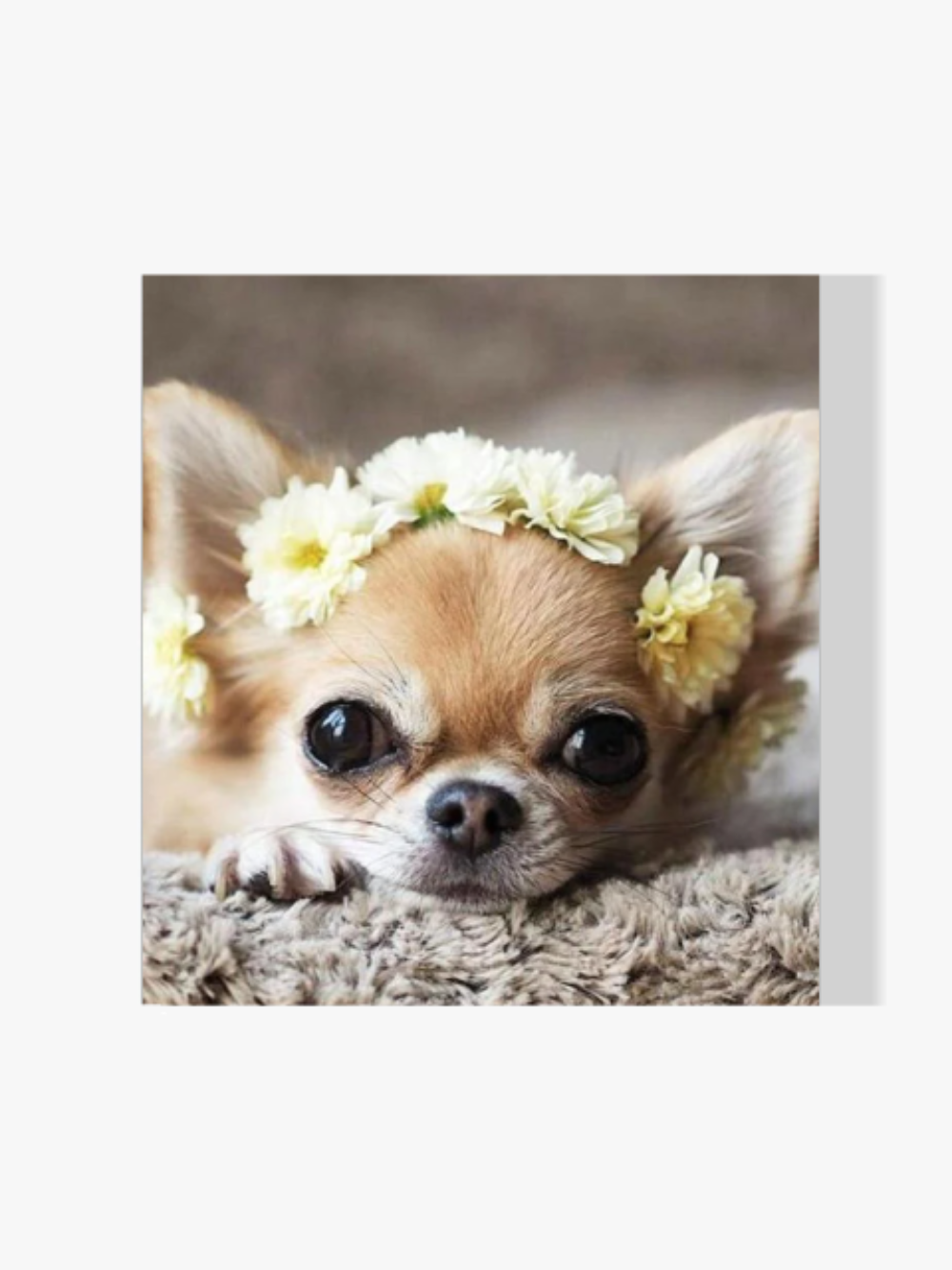 Chihuahua - Malen nach Zahlen