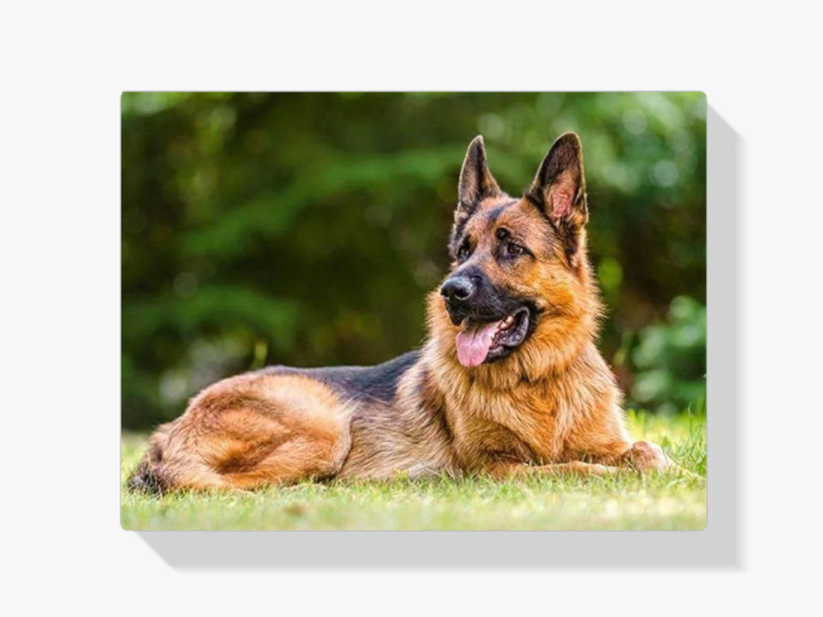 Deutscher Schäferhund - Malen nach Zahlen
