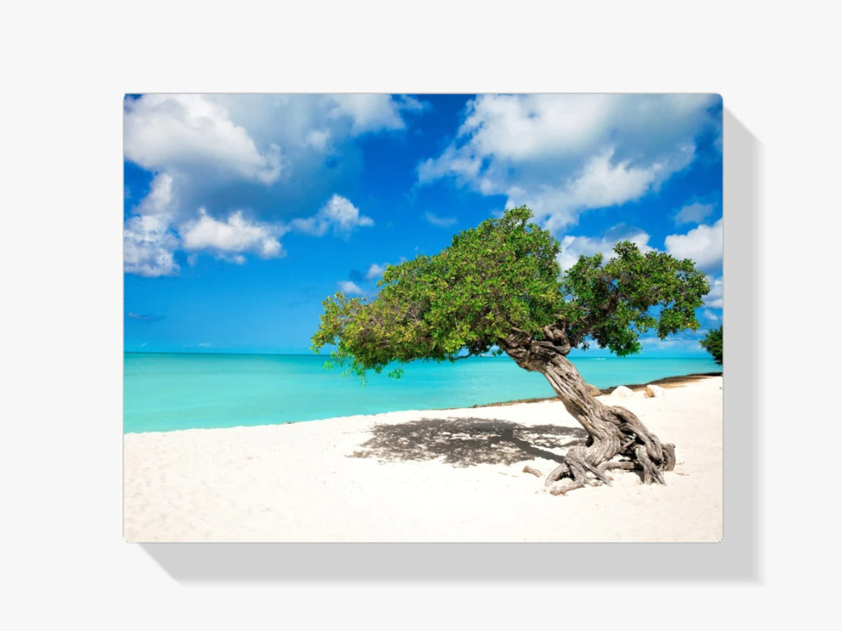 Divi-Baum auf Aruba - Malen nach Zahlen