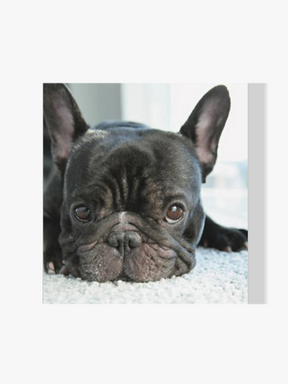 Französische Bulldogge - Malen nach Zahlen