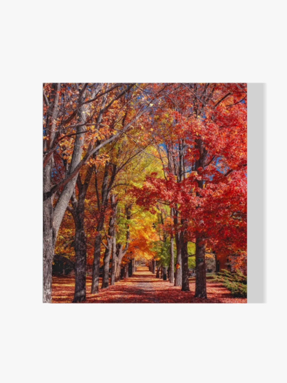 Herbstliche Bäume - Malen nach Zahlen