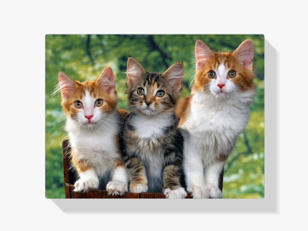 Katzen im Wald - Malen nach Zahlen