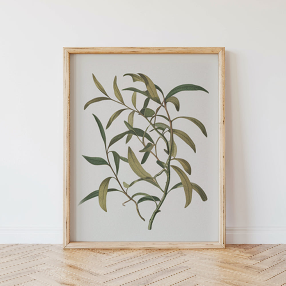 Dipingi con i numeri - 6 mini dipinti | Set edizione piante botaniche