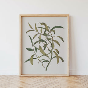 Dipingi con i numeri - 6 mini dipinti | Set edizione piante botaniche