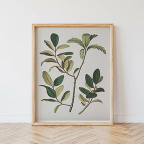 Dipingi con i numeri - 6 mini dipinti | Set edizione piante botaniche