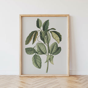 Dipingi con i numeri - 6 mini dipinti | Set edizione piante botaniche