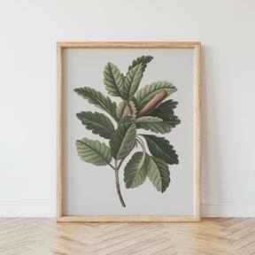 Dipingi con i numeri - 6 mini dipinti | Set edizione piante botaniche