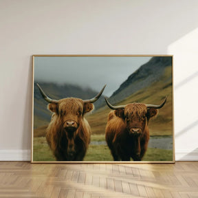 Dipingi con i numeri - Highlander scozzese